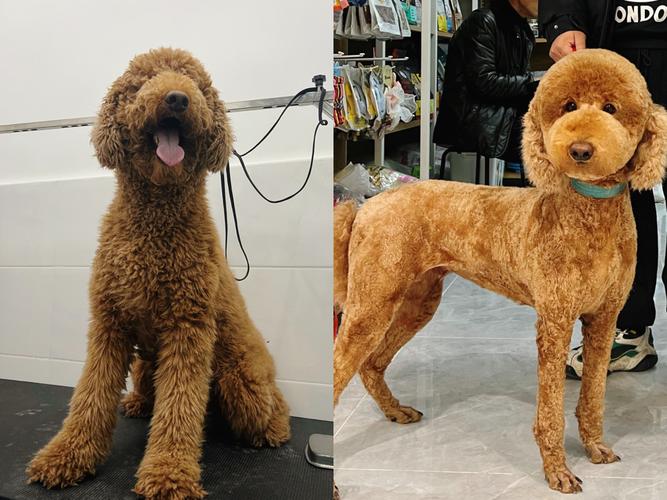 大隻貴賓:巨型貴賓犬的飼養指南、健康照護與訓練秘訣,讓您的毛孩壯又美! 3 大隻貴賓