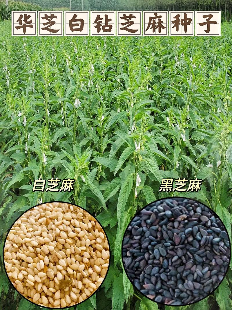 芝麻可以抗發炎嗎