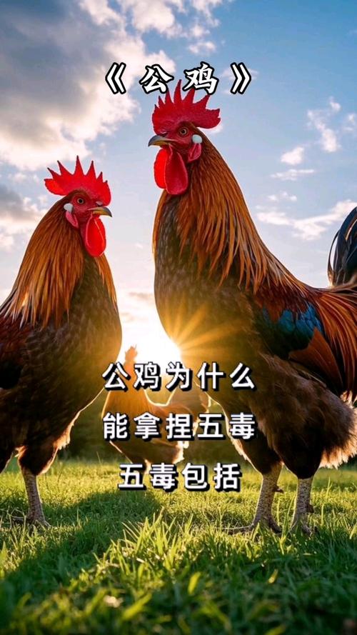 公雞有牙齒嗎