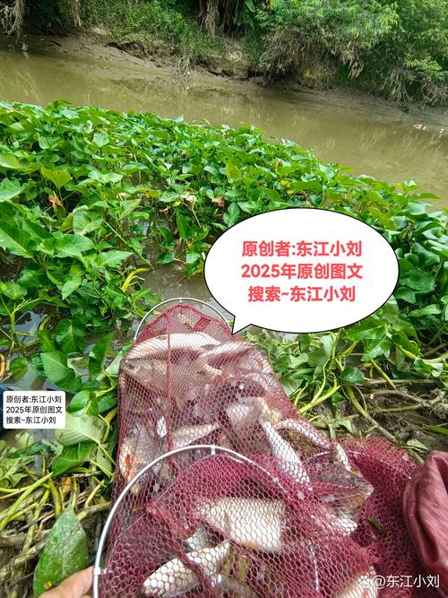 虎頭埤水庫可以釣魚嗎?深度解析釣點、魚種、規範與必備技巧 1 虎頭埤水庫可以釣魚嗎