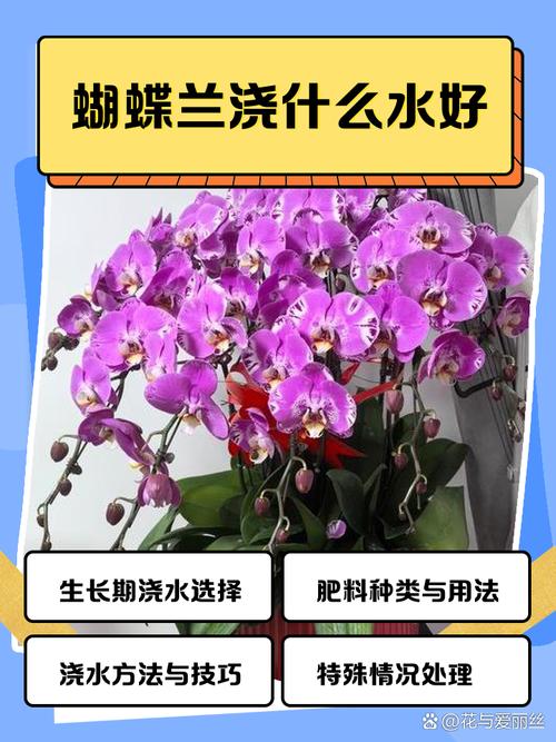 蝴蝶蘭多久?教一次水。