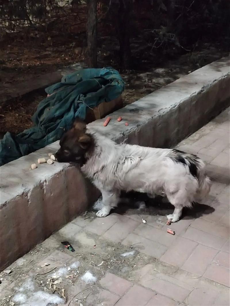 為什麼有流浪狗