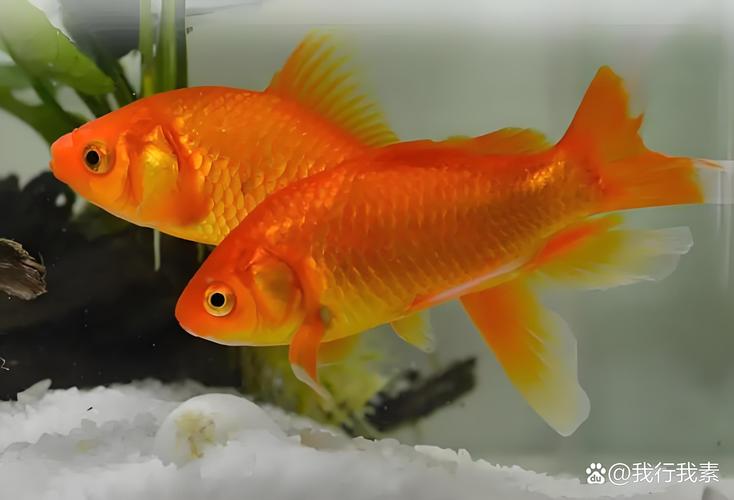 魚看的到顏色嗎