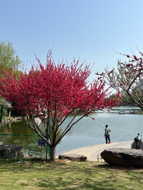 同安公園桃園:城市綠洲的深度探索與在地生活指南 1 同安公園桃園
