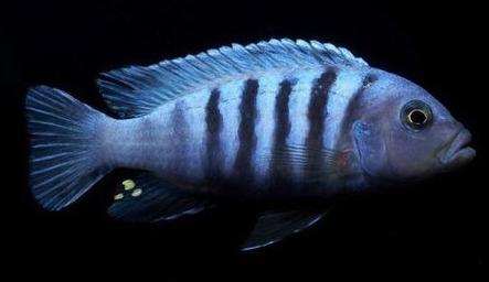 卻克里王子魚是什麼魚
