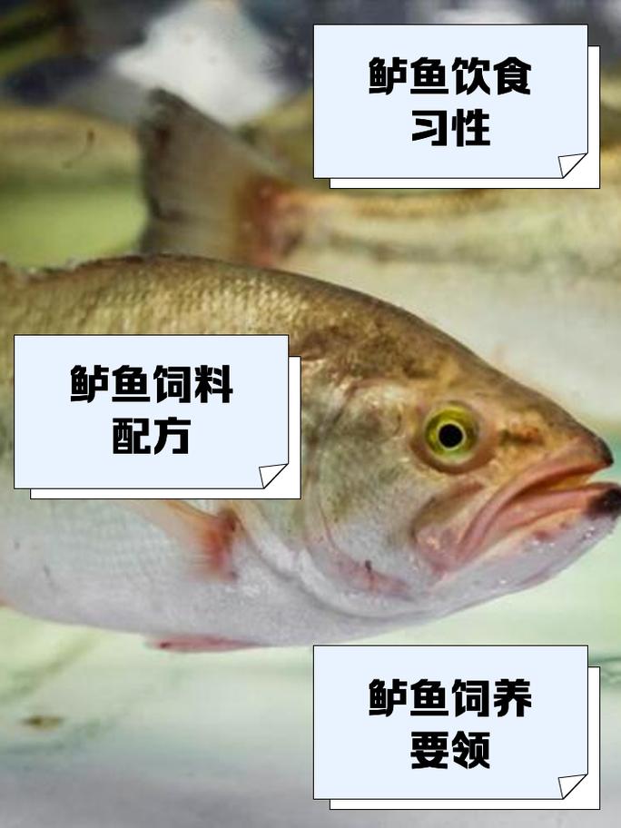 鱸魚補什麼