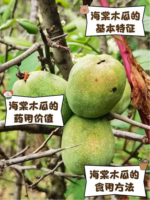 公的木瓜花可以吃嗎