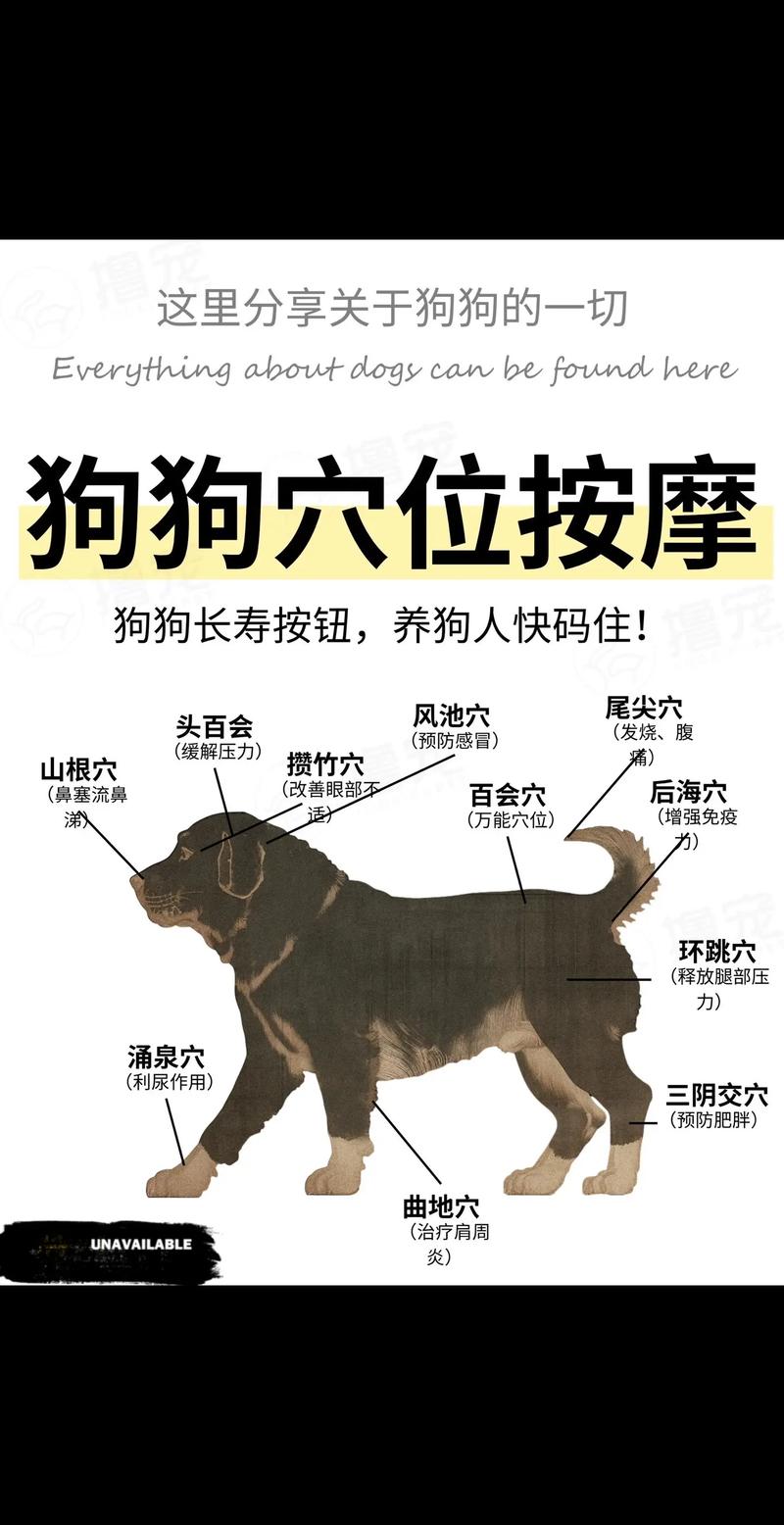 狗可以按摩嗎