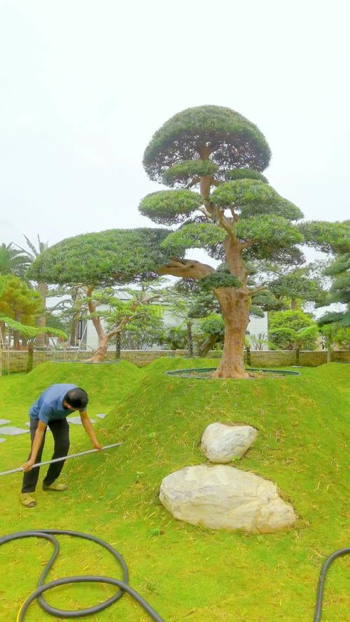 羅漢松為什麼會枯葉