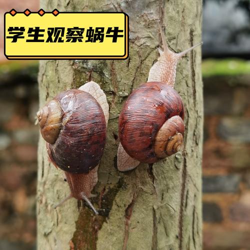 大蝸牛寵物