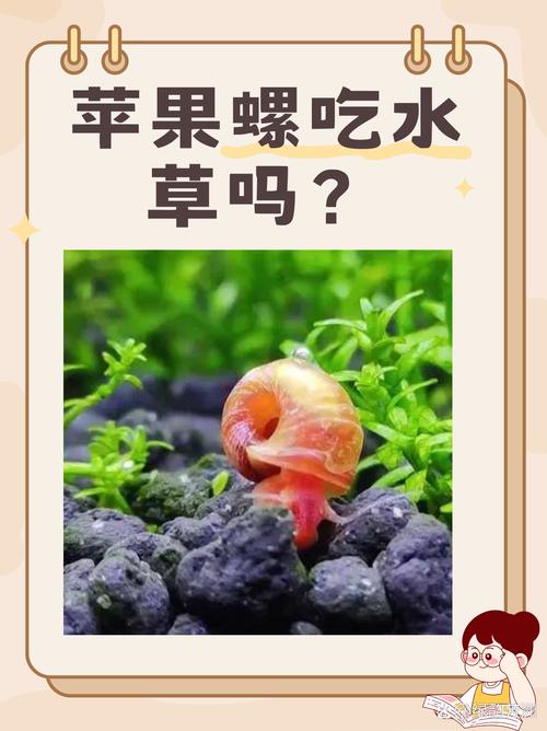 螺如何繁殖