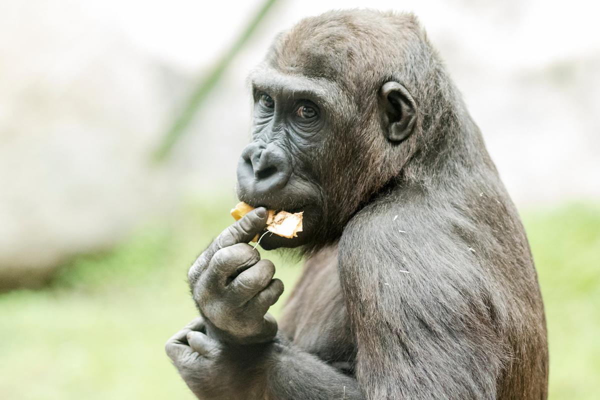 動物園裡面有吸菸區嗎