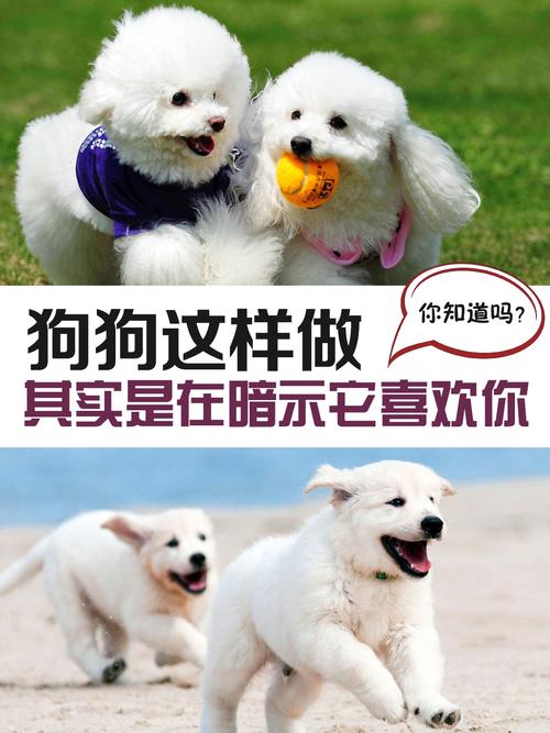 怎麼讓狗狗喜歡我