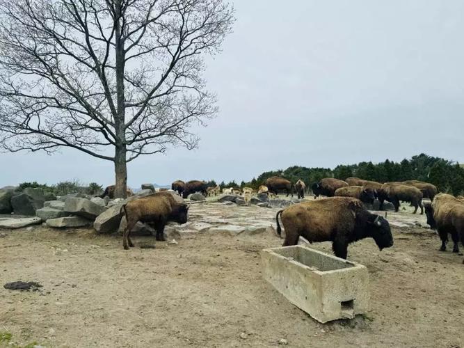 九州自然動物園可以逛多久