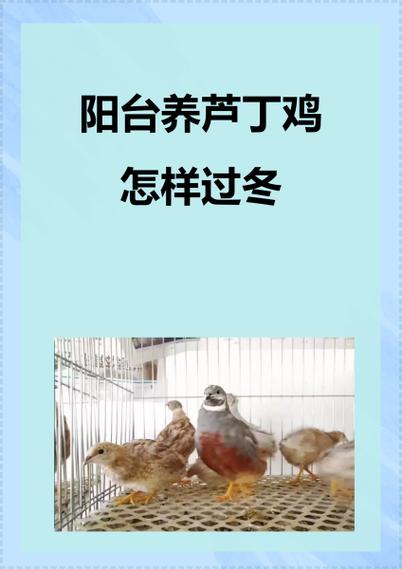 蘆丁雞怎麼訓練