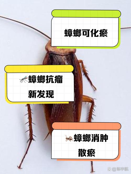 蟑螂怕左手香嗎