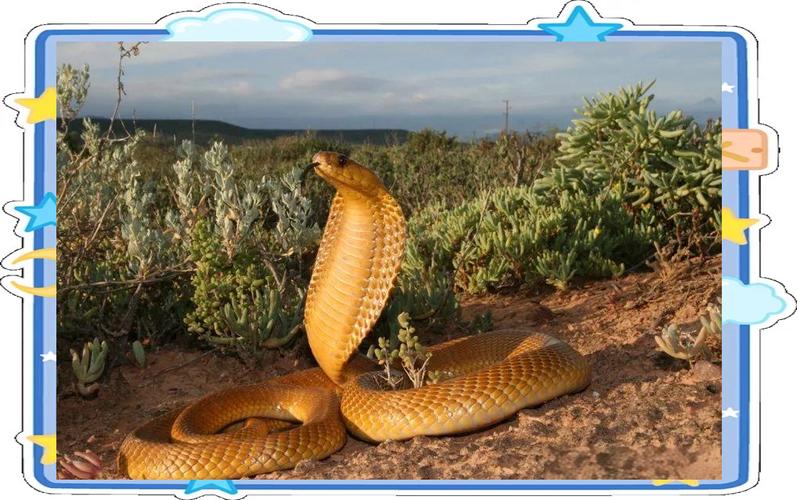 黃金蛇有毒嗎?深度解析金黃爬行者的迷思與真相 1 黃金蛇有毒嗎