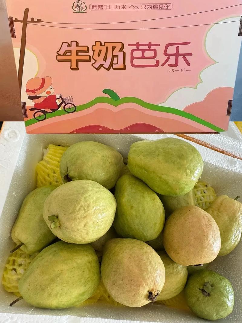 芭樂牛奶怎麼打?專業手搖飲店長的私房秘訣大公開! 3 芭樂牛奶怎麼打