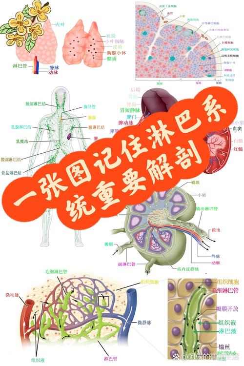 淋巴液是組織液嗎