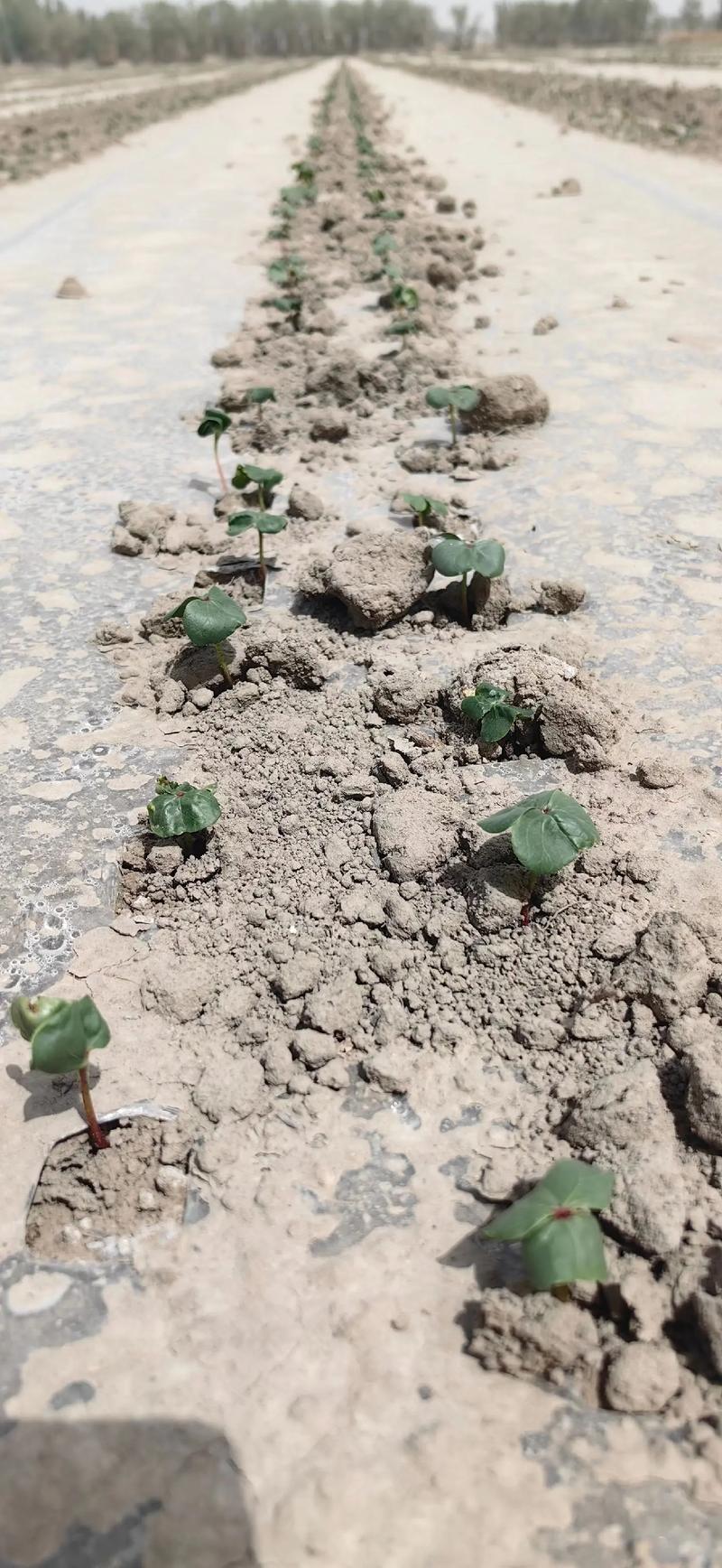 棉花適合種在哪?從氣候、土壤到永續農法深度解析 1 棉花適合種在哪