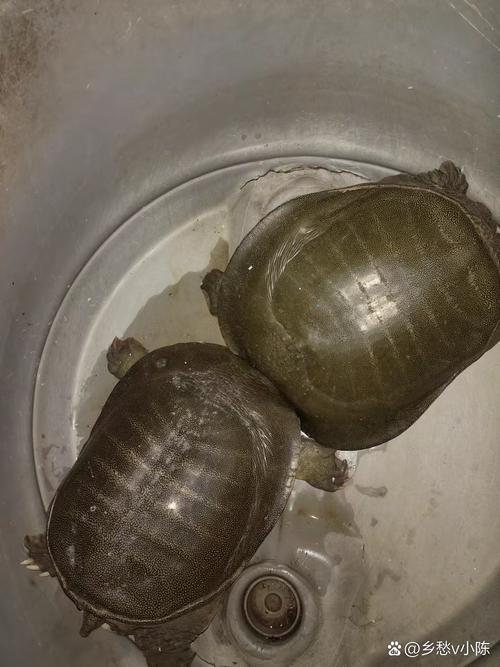水魚為什麼叫水魚