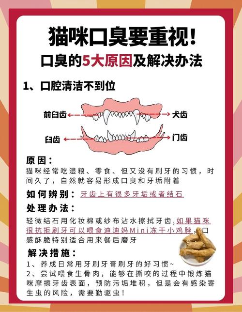 貓咪怎麼清潔口腔