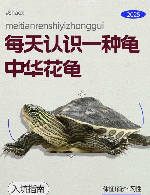 花龜能離開水面多久