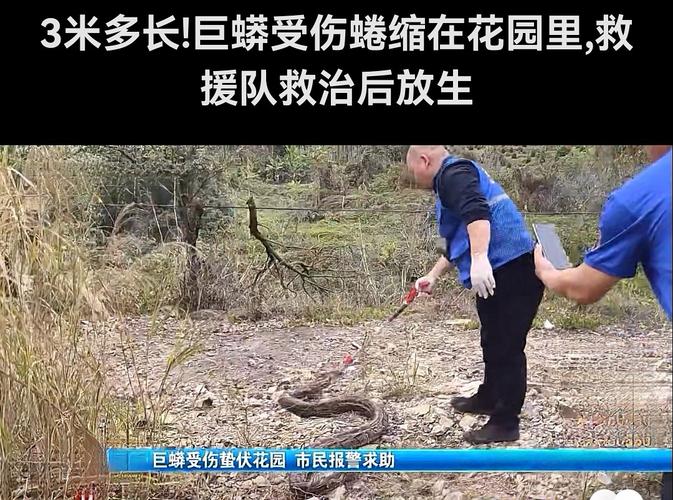 百步蛇會攻擊人嗎:認識台灣六大毒蛇之首的習性與自保之道 1 百步蛇會攻擊人嗎