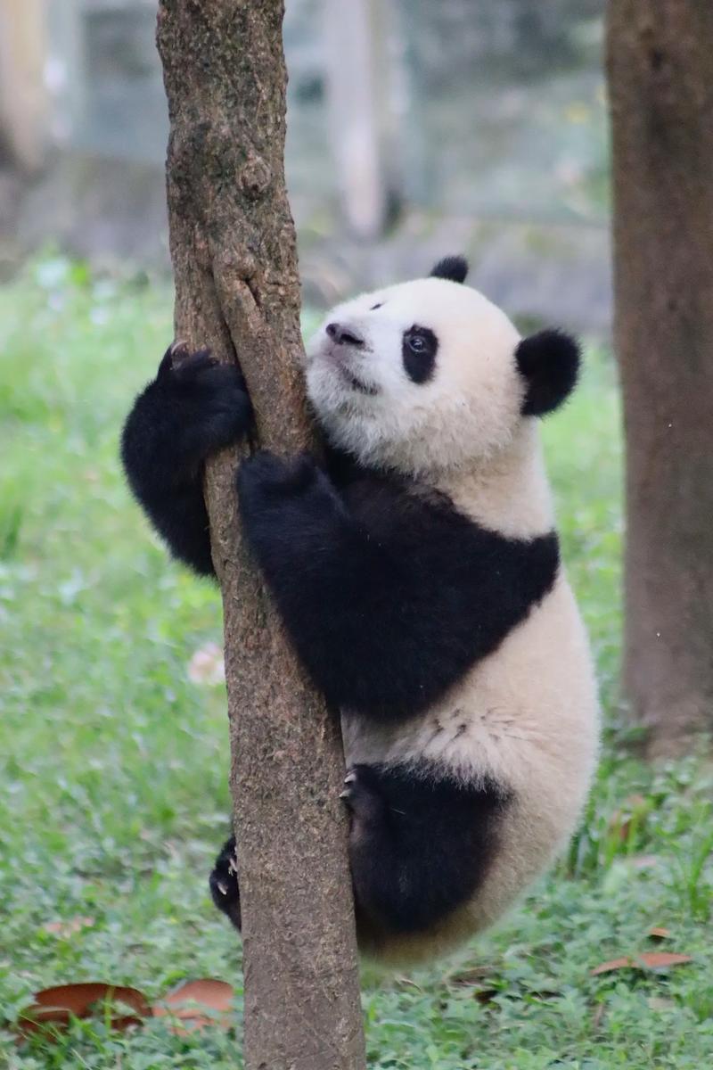 熊貓一定要爬樓梯嗎