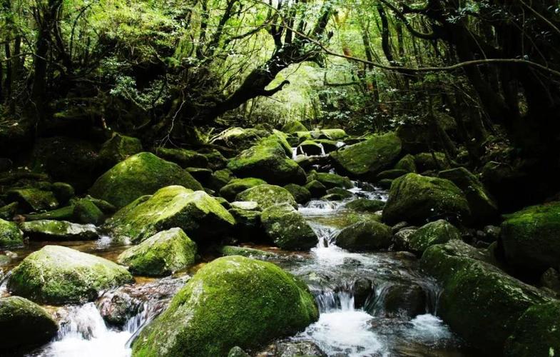 怎麼去屋久島