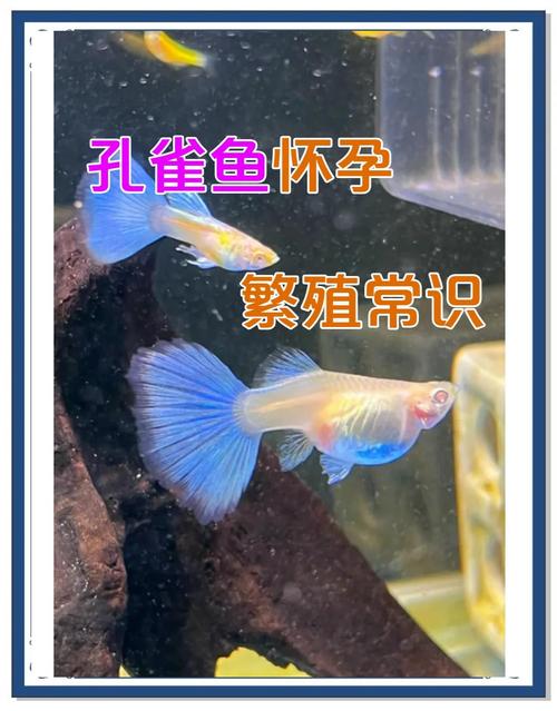 孔雀魚需要加溫嗎