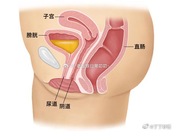 膀胱摸的到嗎