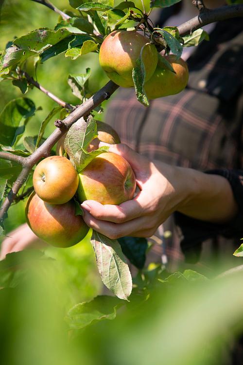 有機蘋果農場:從土壤到餐桌,打造健康美味蘋果的永續之路 3 有機蘋果農場