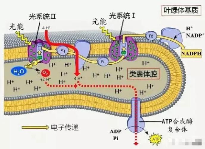 光合作用是什麼代謝