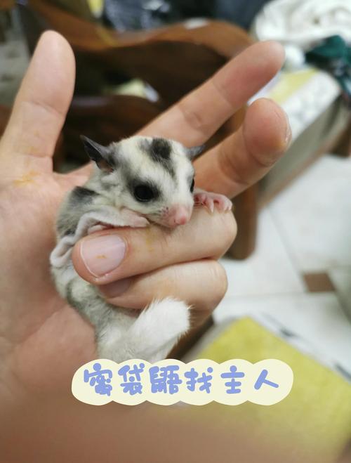 養蜜袋鼯要多少錢