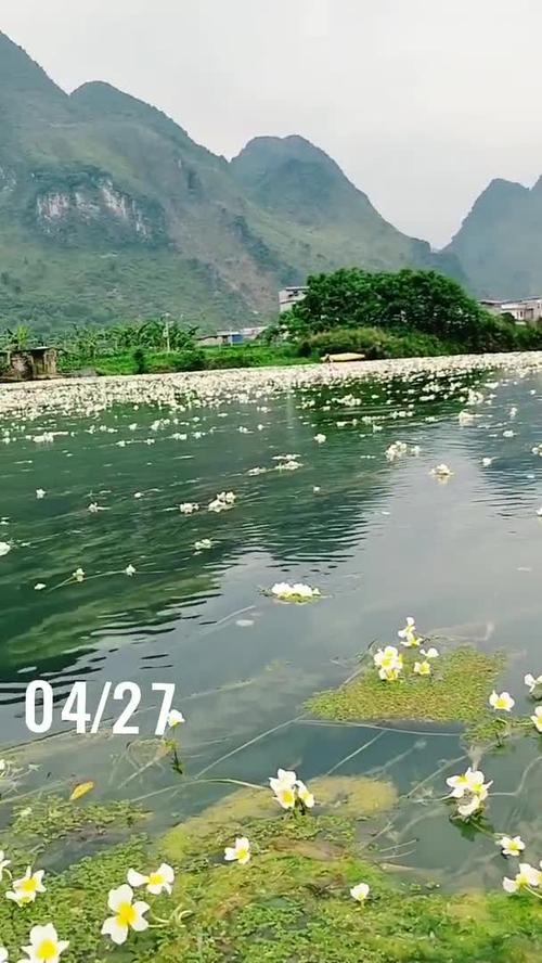 當兵會得菜花嗎