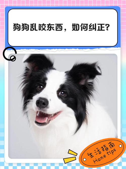 狗狗亂咬東西怎麼教