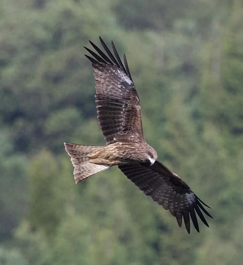 黑鳶是老鷹嗎