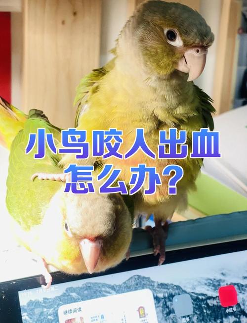 為什麼鳥會咬人