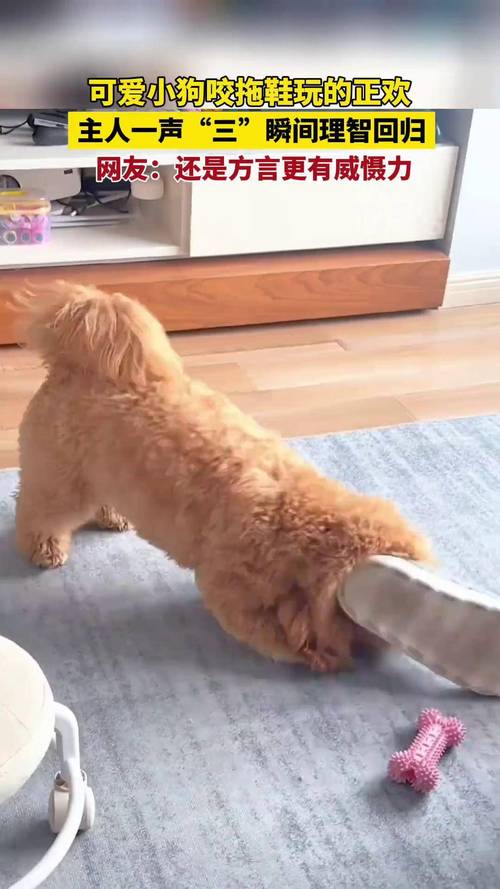 狗為什麼喜歡咬拖鞋