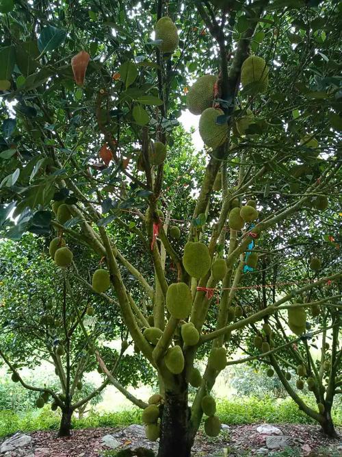 大樹菠蘿燥熱嗎