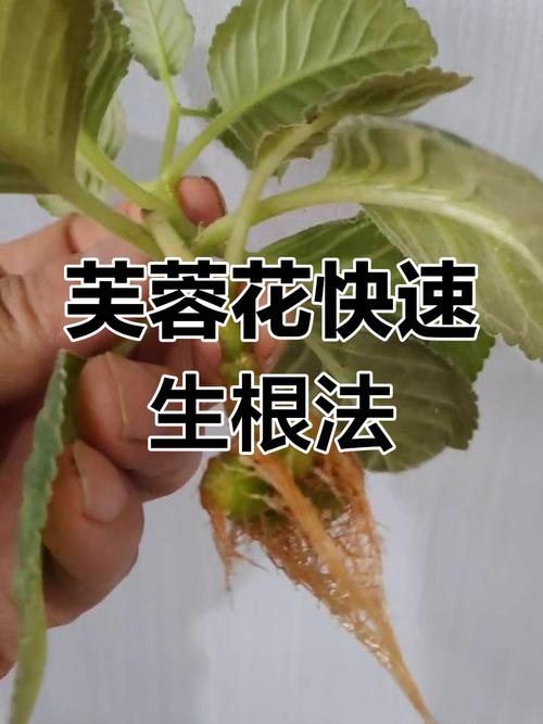 芙蓉如何修剪