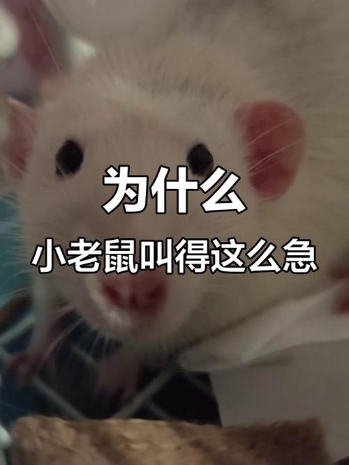 小老鼠為什麼叫小老鼠