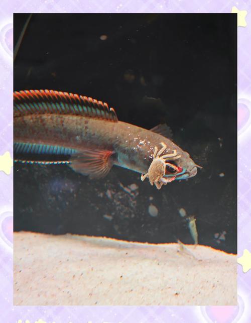 雷龍魚哪一科