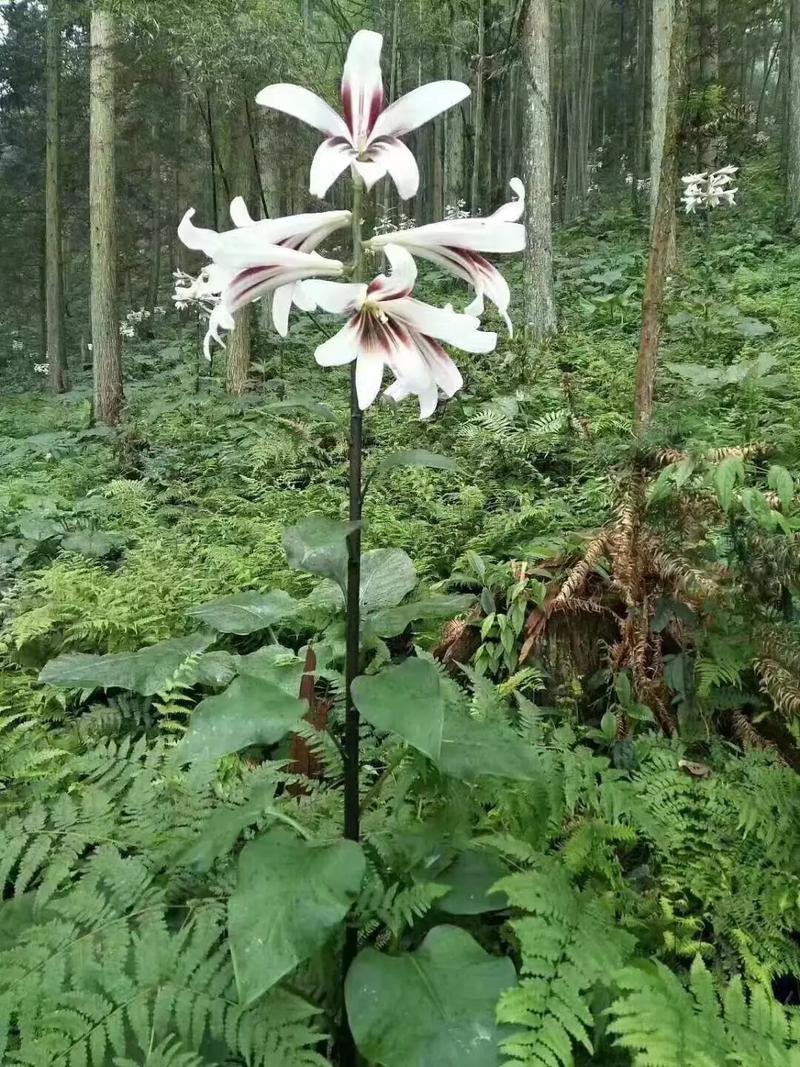 大百合幾歲