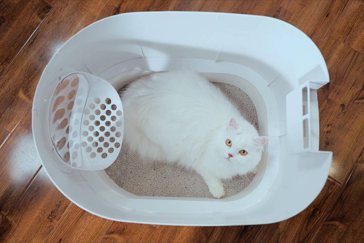 貓咪喜歡哪種貓砂盆?深度解析貓咪的砂盆偏好與選擇指南 1 貓咪喜歡哪種貓砂盆