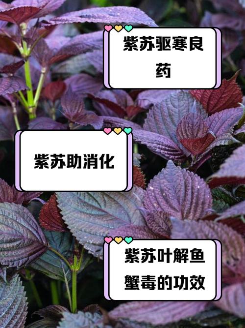 紫蘇葉一天可以吃多少