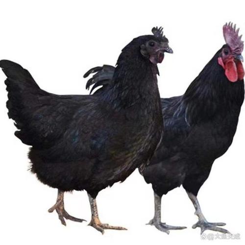 黑肉雞是什麼