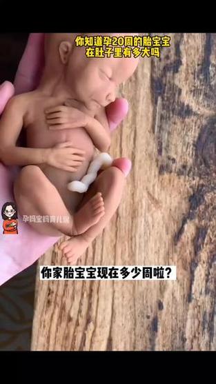20週胎兒體重