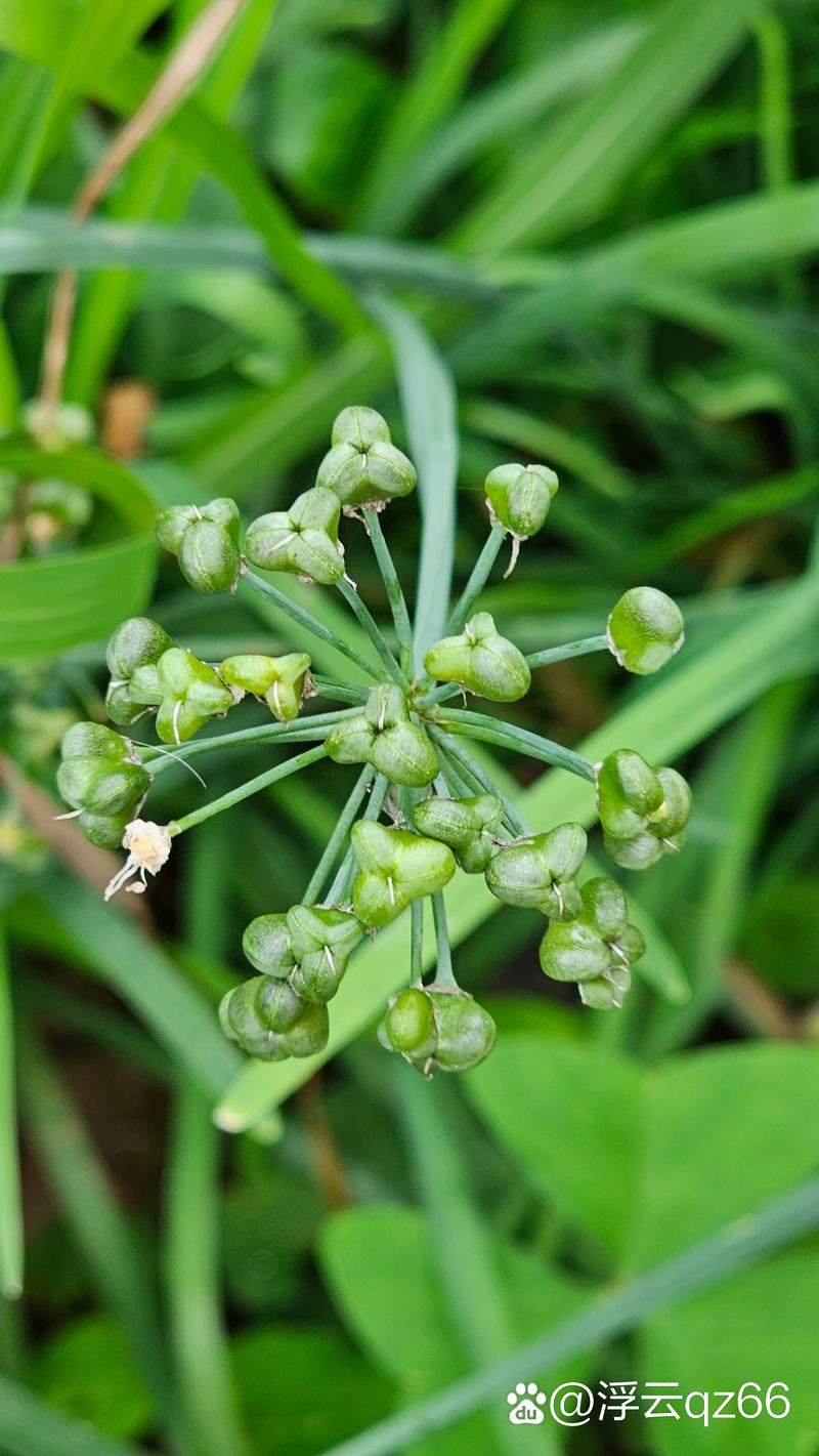 韭菜可以拜拜嗎